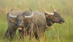 कपिलवस्तुमा चरनमा रहेका ६ भैँसीको अकस्मात मृत्यु, विषादीको आशङ्का