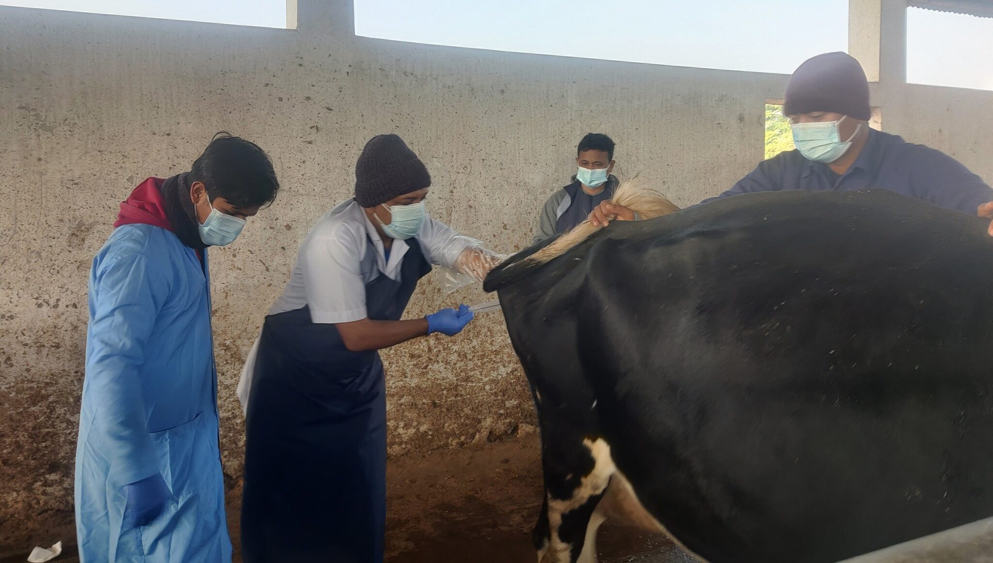 आजदेखि पश्चिमी क्षेत्रमा कृत्रिम गर्भाधानका लागि जमेको विर्य वितरण सुरु