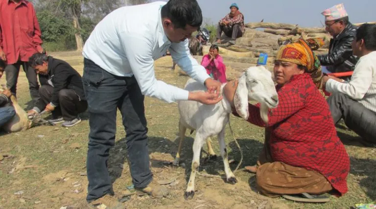 गोरखाको बारपामा शिविरबाटै सात हजार पशुपन्छीको स्वास्थ्योपचार
