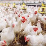 चितवनसहित ३ जिल्लामा ५४ प्रतिशत कुखुरामा ‘चिकेन एनेमिया भाइरस’ पुष्टि