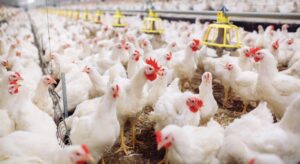 चितवनसहित ३ जिल्लामा ५४ प्रतिशत कुखुरामा ‘चिकेन एनेमिया भाइरस’ पुष्टि