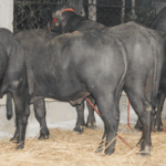 वीर्य उत्पादनमा असर, भारतले उपहार दिएको मुर्रा राँगोको मृत्यु
