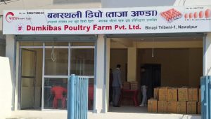 दुम्किबास पोल्ट्री फार्मको अण्डा अब काठमाडौँमै, बनस्थलीमा नयाँ डिपो सञ्चालन