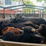 मकवानपुरबाट ट्रकसहित १५ गाईगोरु नियन्त्रणमा, तस्करीको आशंका