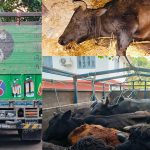 रोकिएन गाईगोरुको अवैध ओसारपसार, ट्रकसहित २५ गोरु नियन्त्रणमा