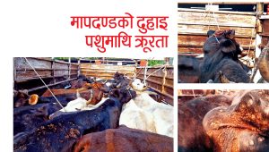 मापदण्डको दुहाइ,पशुमाथि क्रूरता