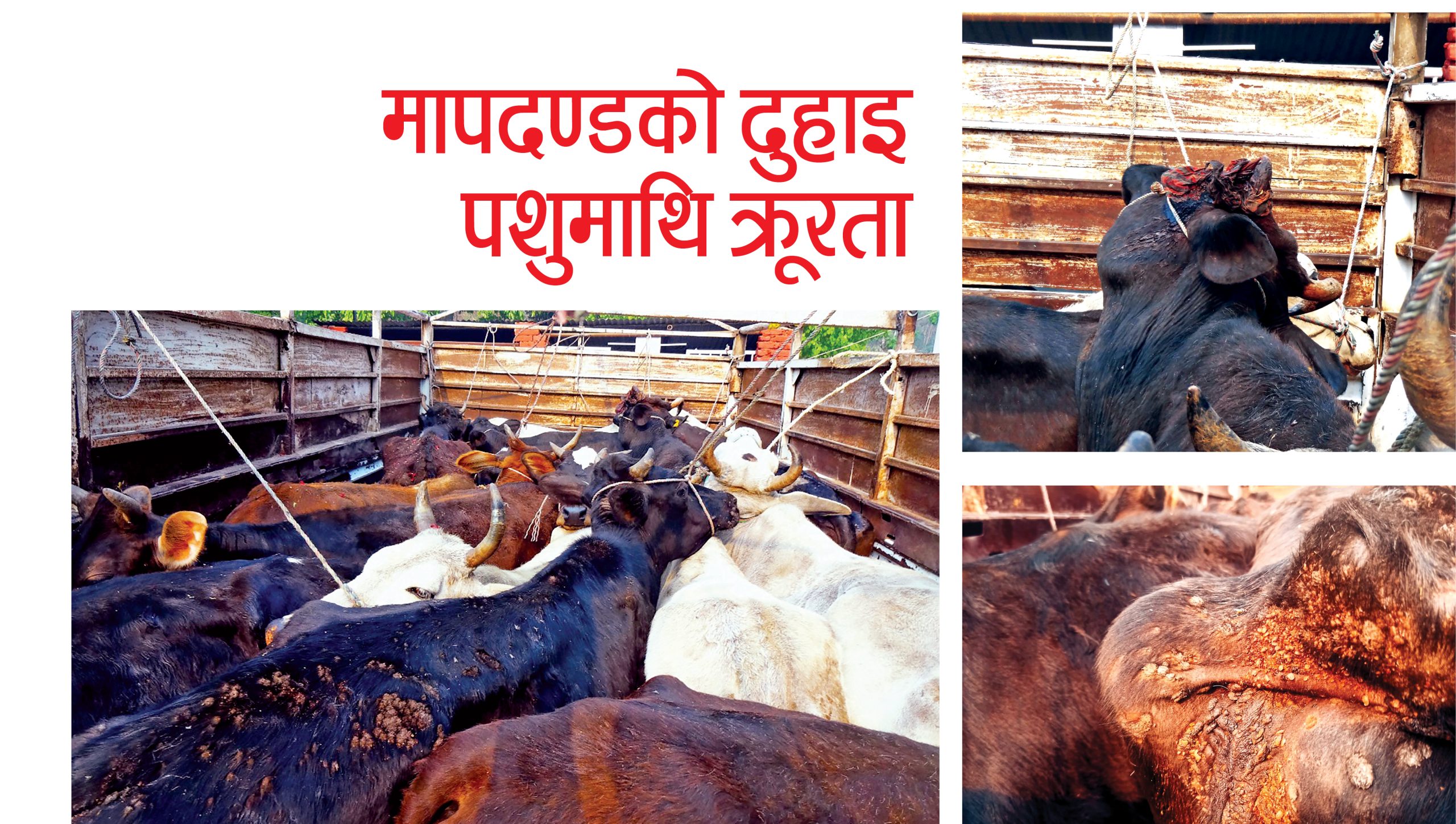 मापदण्डको दुहाइ,पशुमाथि क्रूरता