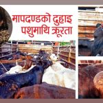 मापदण्डअनुसार प्रमाणपत्र जारी नहुँदा पशुमाथि क्रूर व्यवहार भइरहेको छ: राणा