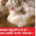 संक्रामक ब्रोङ्काइटिस के हो ?  कुखुरालाई यसबाट कसरी जोगाउने ?