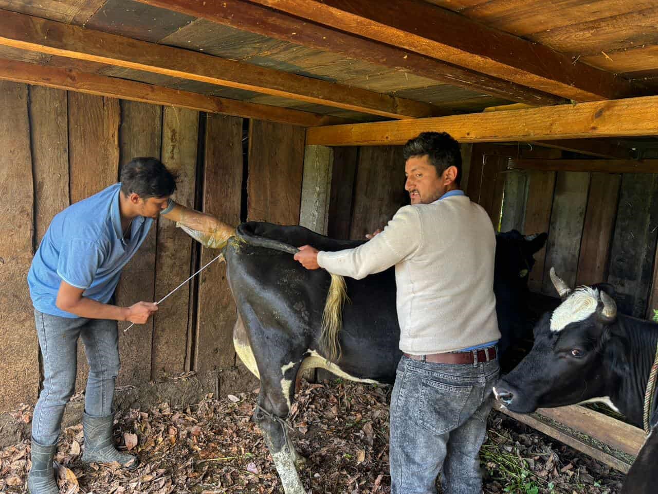 अन्नपूर्णका पशुमा मौसमी कृत्रिम गर्भाधान   