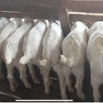विदेशको अनुभवले गाउँमा चम्कियो उद्यम