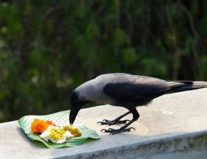 कार्तिक कृष्ण त्रयोदशीः आज काग तिहार मनाइँदै
