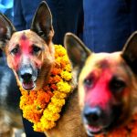 आज कुकुर पूजा : घरघरमा श्रद्धा र मायासहित कुकुर तिहार मनाइँदै