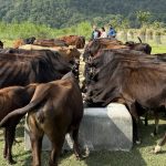 ‘दाता’ को सहयोगले गौ संरक्षण केन्द्र सञ्चालनमा सहज