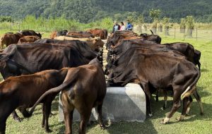 ‘दाता’ को सहयोगले गौ संरक्षण केन्द्र सञ्चालनमा सहज