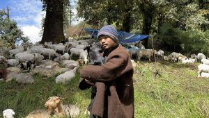 भेडापालनमा भविष्य खोज्दै आस्मन