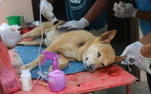 काठमाडौं महानगरले १० दिनमै १,१२० सामुदायिक कुकुरको बन्ध्याकरण गर्यो