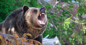 दोलखामा भालुको आतङ्क : पशुपन्छी जोगाउन स्थानीयलाई मुस्किल