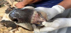 चितवनका गाईभैँसीमा खोरेत