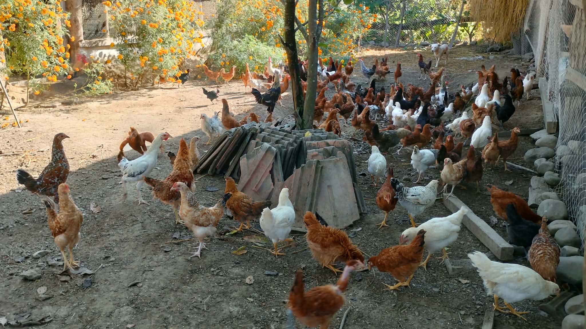 शुक्लाफाँटाका कुखुरा फार्ममा ‘फाउल पोक्स’को सङ्क्रमण   