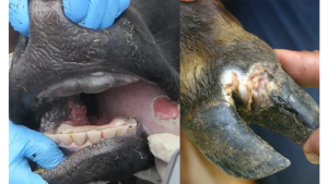 गाईभैंसीमा खोरेत : के हो र कसरी जोगिने ?