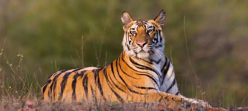 चितवन राष्ट्रिय निकुञ्जमा पहिलो चरणको बाघ गणना सम्पन्न