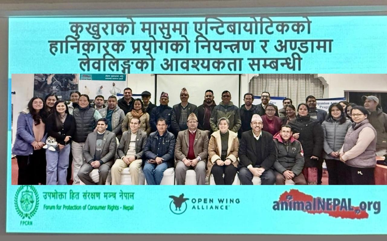 कुखुराको मासु र अण्डामा एन्टिबायोटिक दुरुपयोगः स्वास्थ्य जोखिम बढ्दै