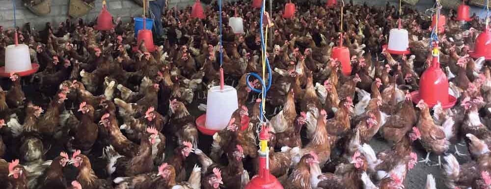 विदेश छाडेर स्वदेशमै कुखुरापालन, मासिक एक लाख आम्दानी